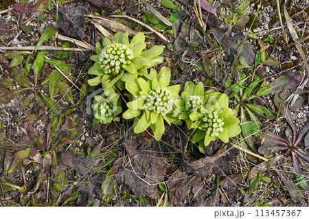 春の便り・とふきのとう 春の便り・とふきのとう 113457367