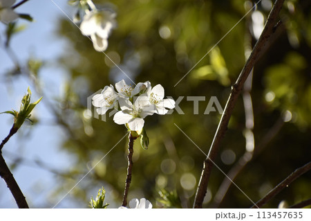 早咲きの白い大島桜 113457635