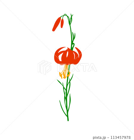 Lily Flower Lily Flower 113457978