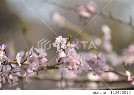 早咲きの可憐なピンクの江戸彼岸桜 113458019