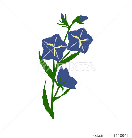 Bell Flower Bell Flower 113458041