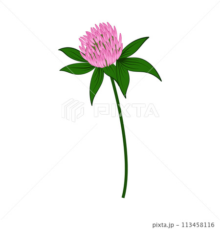 Meadow Clover Flower 113458116