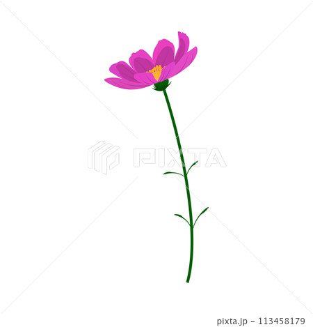 Meadow Flower 113458179