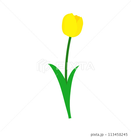 Spring Tulip Element 113458245