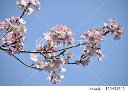 早春の青空に映える可憐なピンクの江戸彼岸桜 113458345