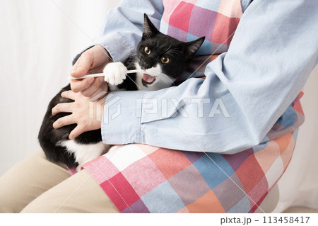歯ブラシで仔猫の歯磨きをする女性の手元 歯ブラシで仔猫の歯磨きをする女性の手元 113458417