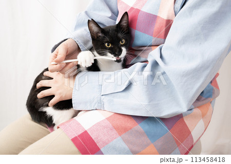 歯ブラシで仔猫の歯磨きをする女性の手元 歯ブラシで仔猫の歯磨きをする女性の手元 113458418