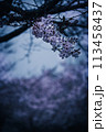西都原　夜桜　桜散る　宮崎 113458437