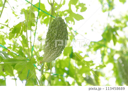 ゴーヤ 夏の定番野菜 ゴーヤ 夏の定番野菜 113458689
