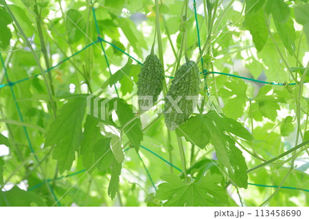 ゴーヤ 夏の定番野菜 ゴーヤ 夏の定番野菜 113458690