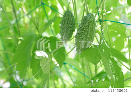ゴーヤ 夏の定番野菜 ゴーヤ 夏の定番野菜 113458691