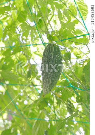 ゴーヤ 夏の定番野菜 ゴーヤ 夏の定番野菜 113458693
