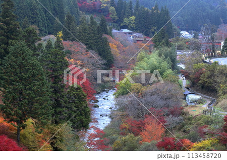 色とりどりに染まった木々の紅葉(大井平公園 愛知県 豊田市) 色とりどりに染まった木々の紅葉(大井平公園 愛知県 豊田市) 113458720