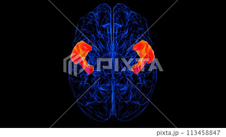 Brain Anterior part of superior temporal gyrus Anatomy For Medical Concept 3D rendering Brain Anterior part of superior temporal gyrus Anatomy For Medical Concept 3D rendering 113458847