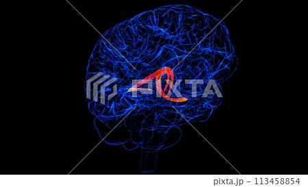 Brain fornix of forebrain Anatomy For Medical Concept 3D rendering Brain fornix of forebrain Anatomy For Medical Concept 3D rendering 113458854
