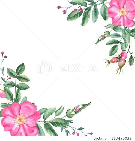 Dog rose square frame, border. Corner bouquet, compositions from flowers, leaves and berries isolated. Botanical hand drawn watercolor illustration isolated on white background. Can be used for cards Dog rose square frame, border. Corner bouquet, compositions from flowers, leaves and berries isolated. Botanical hand drawn watercolor illustration isolated on white background. Can be used for cards 113459033