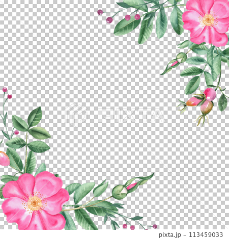 Dog rose square frame, border. Corner bouquet, compositions from flowers, leaves and berries isolated. Botanical hand drawn watercolor illustration isolated on white background. Can be used for cards Dog rose square frame, border. Corner bouquet, compositions from flowers, leaves and berries isolated. Botanical hand drawn watercolor illustration isolated on white background. Can be used for cards 113459033