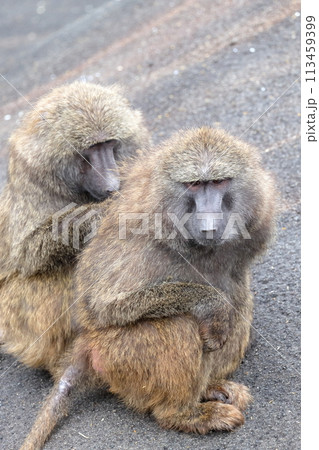 毛づくろいするお猿（アヌビスヒヒ） 113459399