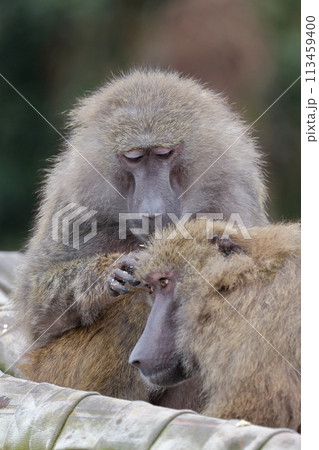 毛づくろいするお猿（アヌビスヒヒ） 113459400
