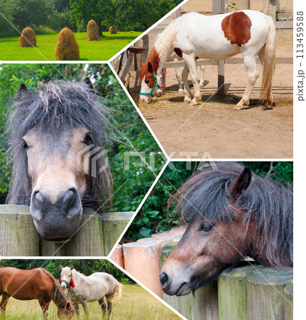 Portraits of horses in the stall and in the pasture. Collage. 113459588