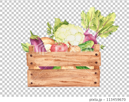 Vegetables in a wooden box. Cauliflower, cucumbers and beet. Tomato and champignon, potato and parsley plant, onion. Hand drawn botanical watercolor illustration isolated on white background. Vintage 113459670