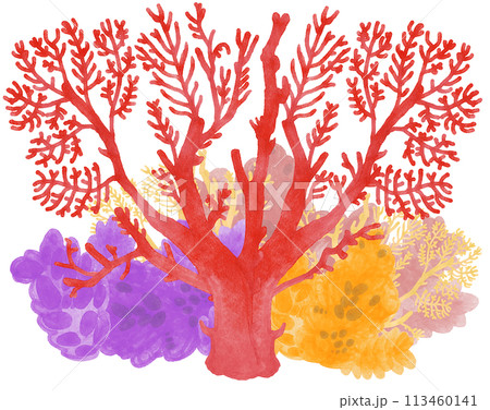 サンゴの水彩イラスト サンゴの水彩イラスト 113460141
