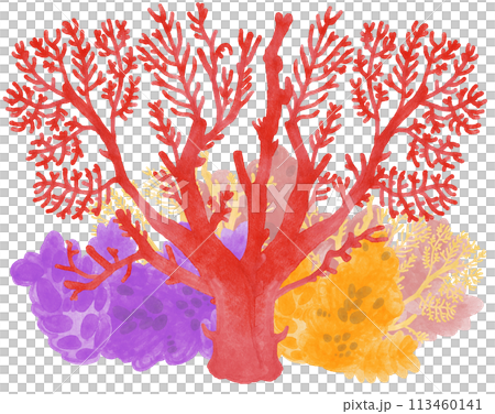 サンゴの水彩イラスト サンゴの水彩イラスト 113460141