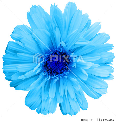 Pretty spring flower with many blue petals isolated on white background. Ideal image to express a feeling of natural freshness 113460363