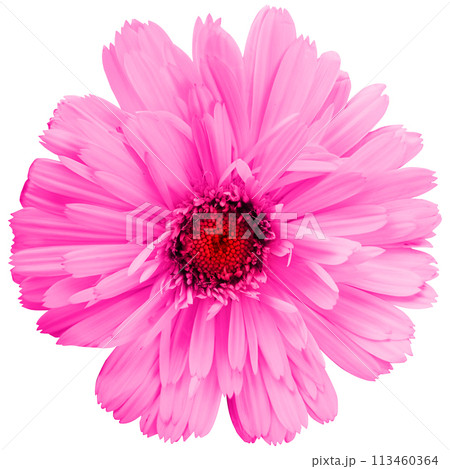 Pretty spring flower with many pink petals isolated on white background. Ideal image to express a feeling of natural freshness 113460364