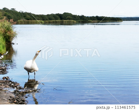 ウトナイ湖 白鳥 リフレクション ウトナイ湖 白鳥 リフレクション 113461575