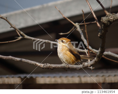 木にとまるモズ 113461954