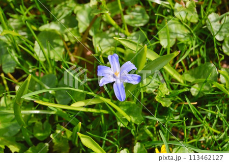 Flowers in the garden during spring. Nature background 113462127