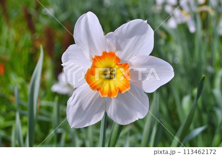 Flowers in the garden during spring. Nature background 113462172