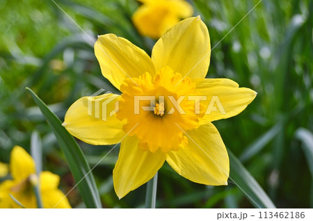 Flowers in the garden during spring. Nature background Flowers in the garden during spring. Nature background 113462186