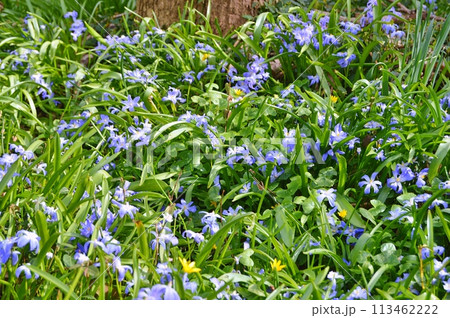 Flowers in the garden during spring. Nature background 113462222