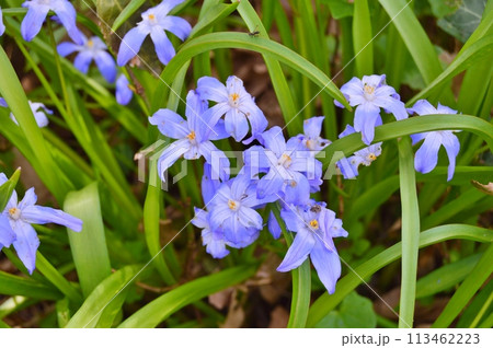 Flowers in the garden during spring. Nature background Flowers in the garden during spring. Nature background 113462223