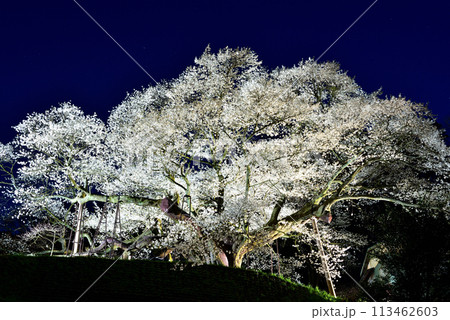 ライトアップされた三隅太平桜 ライトアップされた三隅太平桜 113462603