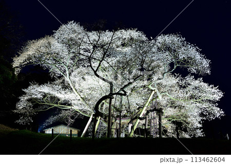 ライトアップされた三隅太平桜 113462604