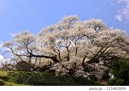 三隅太平桜 113462609