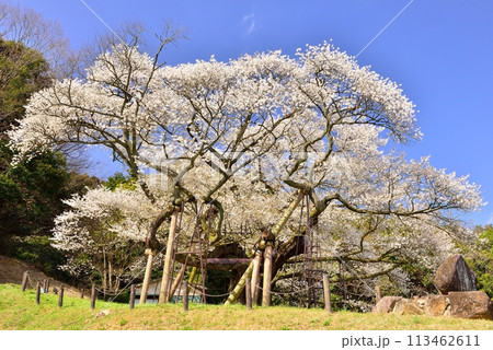 三隅太平桜 113462611