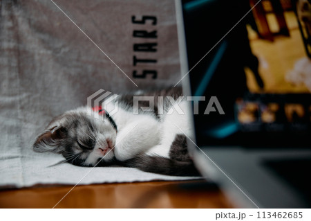 パソコンの側の子猫 113462685
