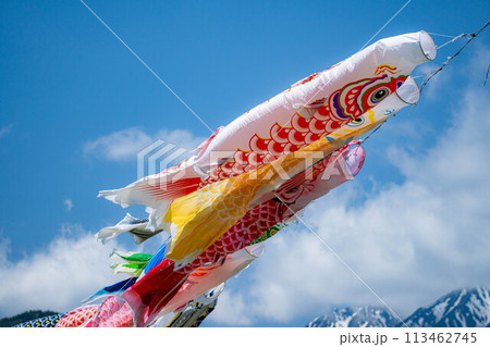 【初夏素材】大空を泳ぐ鯉のぼり【長野県】 113462745