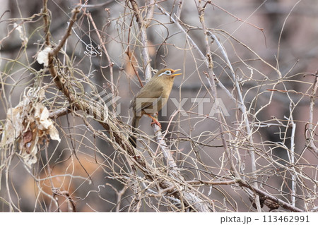 大きな声で囀る、特定外来生物の鳥、ガビチョウ 113462991