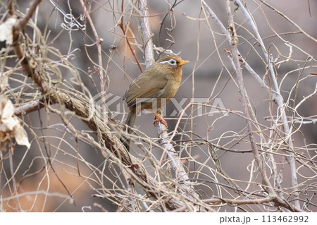 大きな声で囀る、特定外来生物の鳥、ガビチョウ 大きな声で囀る、特定外来生物の鳥、ガビチョウ 113462992