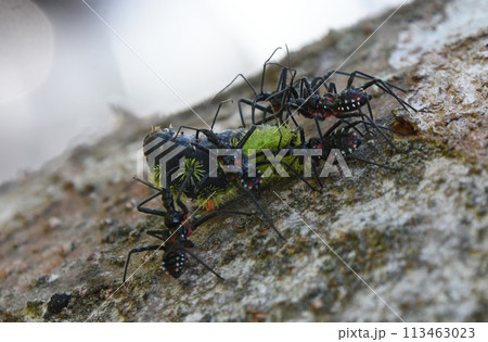緑色の突起を持ったアオイガラの幼虫を囲んで体液を吸う悪魔のようなサシガメの集団 113463023