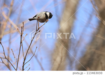 冬にコナラの芽をついばむ、亜高山帯の鳥、ヒガラ 113463030