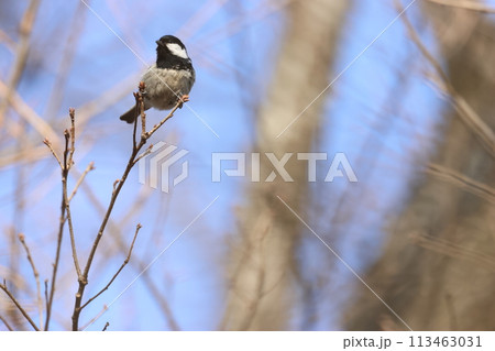 冬にコナラの芽をついばむ、亜高山帯の鳥、ヒガラ 113463031