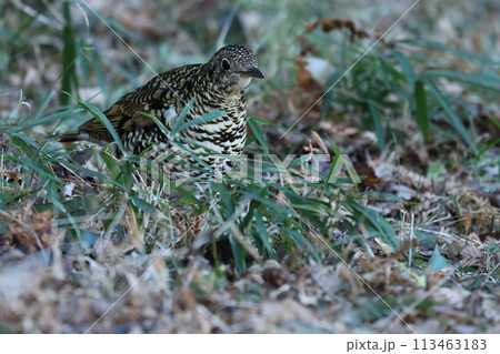 雑木林の落ち葉の中から餌を探す冬鳥の、トラツグミ 雑木林の落ち葉の中から餌を探す冬鳥の、トラツグミ 113463183