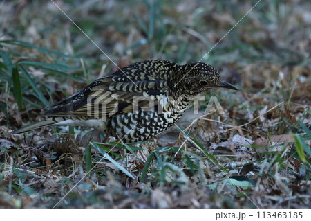 雑木林の落ち葉の中から餌を探す冬鳥の、トラツグミ 雑木林の落ち葉の中から餌を探す冬鳥の、トラツグミ 113463185