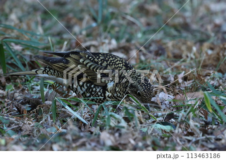 雑木林の落ち葉の中から餌を探す冬鳥の、トラツグミ 雑木林の落ち葉の中から餌を探す冬鳥の、トラツグミ 113463186